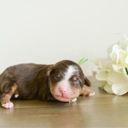Boy 2 - male Australian Mountain Doodle puppy in Spanish Fork, Utah from K Brand Doodles