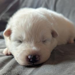 AKC Girl 'Taro' - White female Samoyed puppy in Tombstone, Arizona from High Lonesome