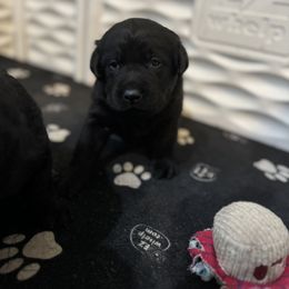 Labrador Retriever Puppies from Lookout Mountain Labrador Retrievers