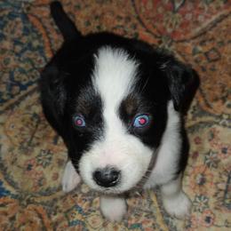 Merry - Black tri-color female Australian Shepherd puppy in Washington from Arbor hill Australian Shepherds