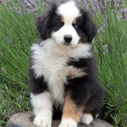Flash - Black tri male Miniature American Shepherd puppy in Kalama, Washington from Lone Pine Miniature American Shepherds