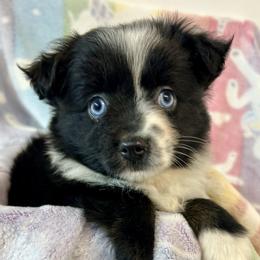 Harper - Red & white female Miniature Australian Shepherd puppy in Mount Airy, Georgia from North Georgia Gems