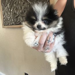 Pomeranian Puppies from Glitzypoms