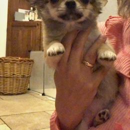 Chihuahua Puppies from Precious Paws of Florida