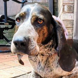 Dixie - Colombian Fino Hound puppy from Fino Hounds USA