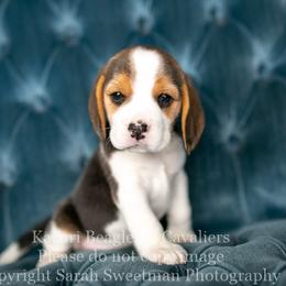 Beagle and Cavalier King Charles Spaniel Puppies from Kazuri Beagles and Cavaliers