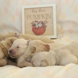 Golden Retriever Puppies from Golden M Family Farms