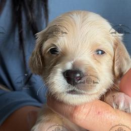 Mr. Orange-2800 - Cream male Dachshund puppy in Ocala/Gainesville, Florida from From the Heart Doxies