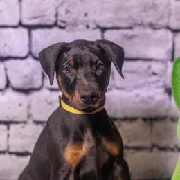 Yellow Girl - Red and rust female Doberman Pinscher puppy in Shelby, North Carolina from IronBee Dobermans