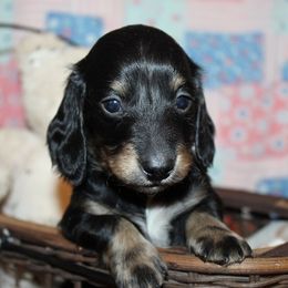 Boy 1 - Black and tan male Dachshund puppy in Craig, Colorado from Rocky Mountain Shih Tzus and Dry Creek Miniature Dachshunds