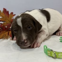 Lime Green - Liver and white female German Shorthaired Pointer puppy in Newton Grove, North Carolina from Wayalife Labradors & Gsp’s
