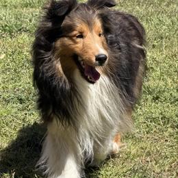 Ollie - Shetland Sheepdog