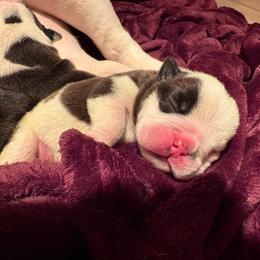 Walter - Red and white male Bulldog puppy in Wolf Creek, Oregon from Dejah Bleu Bulldogs