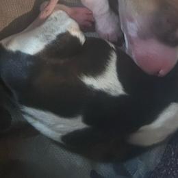 Shania - Piebald female Dachshund puppy in Spring Creek, Nevada from Hobby Horse Mini Doxies