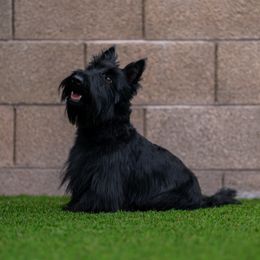 Dahlia - Scottish Terrier