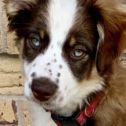 Miniature Australian Shepherd Puppies from Rowdy Ranch Tx