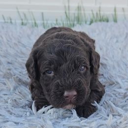 Boy 2 - Portuguese Water Dog puppy from Utah Lake Porties