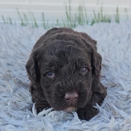 Boy 2 - Portuguese Water Dog puppy from Utah Lake Porties