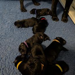 Girl 1 - Black female Labrador Retriever puppy in Frenchtown, Montana from Bear Bones Labradors