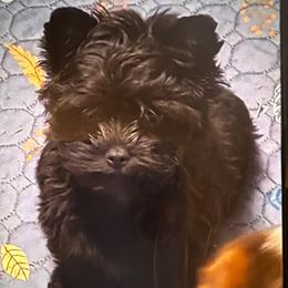 Panther - Black and tan male Yorkshire Terrier puppy in Georgia from Berggipfel Yorkies