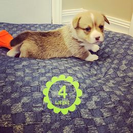 Pembroke Welsh Corgi Puppies from Em-K Corgi’s