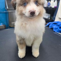 Flynn - Red merle male Miniature American Shepherd puppy in Shreveport   Bossier, Louisiana from Jem Miniature American Shepherds