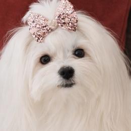 Peekaboo - Maltese