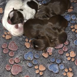 Rose - Chocolate female Shih Tzu puppy in Milton, Florida from Shih tzu adventures of Santa Rosa Florida