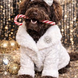 Ruby - Schnoodle