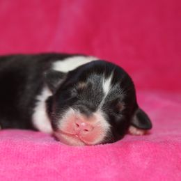Intrigue - Black tri-color male Australian Shepherd puppy in Watkins, Colorado from FoxRest Australian Shepherds