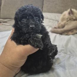 Ebony - Black and white female Shichon puppy in Pacolet, South Carolina from Kelli's Kennels