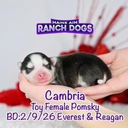 Cambria - Black and white female Pomsky puppy in Humeston, Iowa from M.A.R. Dogs