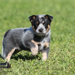 Australian Cattle Dog Puppies from The Sweet Kennels