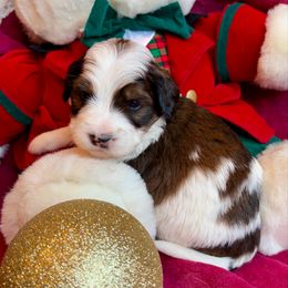 Girl 3 - Sable female Bernedoodle puppy in Royse City, Texas from Platinum Bernedoodles of Texas