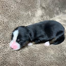Girl 1 - Black tri female Toy Australian Shepherd puppy in Alabama from SBA Aussies