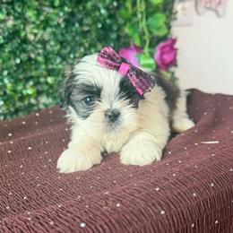 Girl 1 - Black and white female Shih Tzu puppy in Seguin, Texas from Dolled Up Shih Tzus
