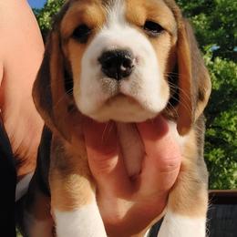 Beagle Puppies from Long Creek Beagles