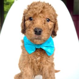 Mojito - Apricot male Goldendoodle puppy in Mount Pleasant, Tennessee from Doodle My Heart