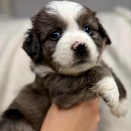 Ace - Blue merle male Aussiedoodle puppy in Seguin, Texas from Navarro Royal Pups