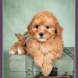 Ash - Red male Cockapoo puppy in Connersville, Indiana from Deaz Doodle Ranch