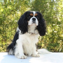 Jack - Cavalier King Charles Spaniel