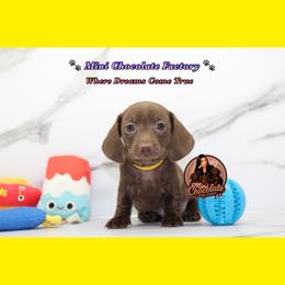 YELLOW. GIRL - Chocolate and tan female Dachshund puppy in Liberty, Texas from Mini Chocolate Factory