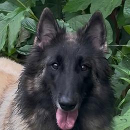 Belgian Tervuren from Baulerschmidt Belgians