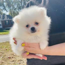 Alvin - White male Pomeranian puppy in St. Louis, Missouri from Saint Louis Pomeranian babies