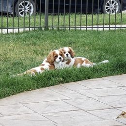 Cavalier King Charles Spaniel Puppies from Mapleview Cavalier King Charles Spaniels