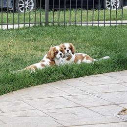 Cavalier King Charles Spaniel Puppies from Mapleview Cavalier King Charles Spaniels