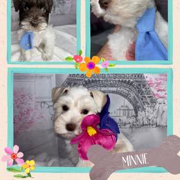 Miniature Schnauzer puppies from Koki’s Paws Legacy