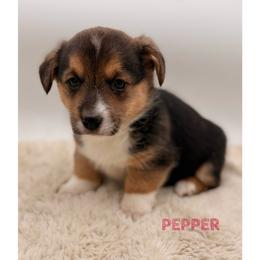 Pepper - Black and tan female Pembroke Welsh Corgi puppy in Zwingle, Iowa from Morehead Family Dogs