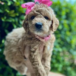Bernedoodle and Goldendoodle Puppies from Allie's Southern Doodles