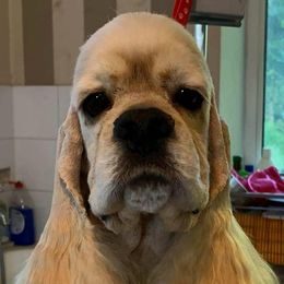 Basil - Cocker Spaniel